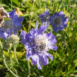 Scabiosa caucasica Perfecta Drakiew kaukaska