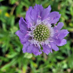 Scabiosa caucasica Perfecta Drakiew kaukaska