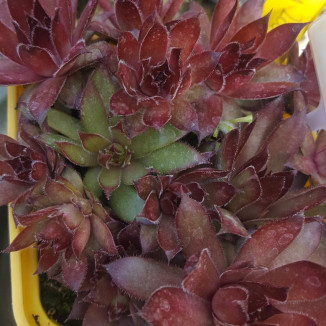 Sempervivum Rwot Zat Rojnik