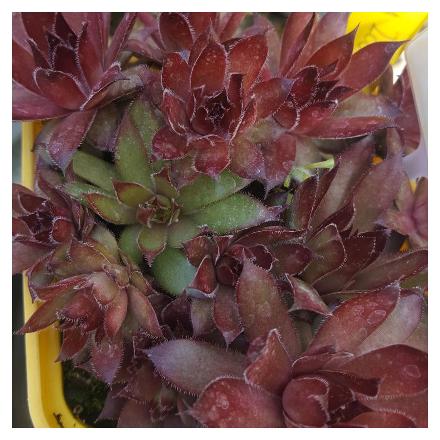 Sempervivum Rwot Zat Rojnik