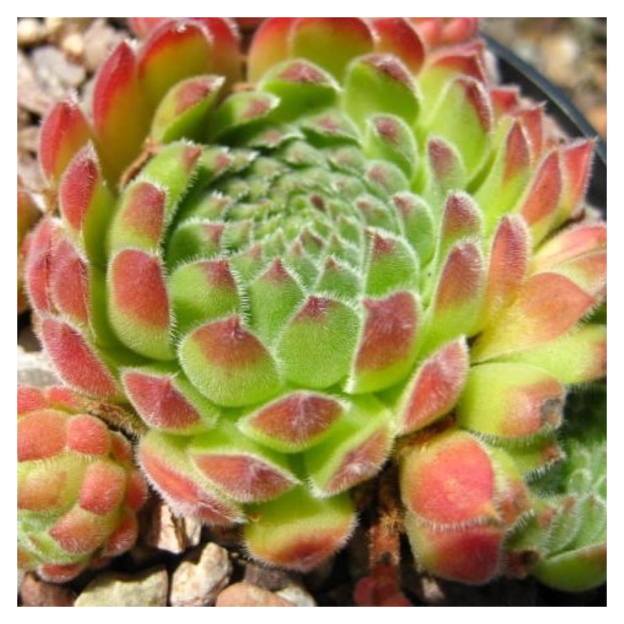 Sempervivum ruthenicum Rojnik