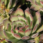 Sempervivum ruthenicum Rojnik