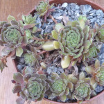 Sempervivum Rustic Charm Rojnik