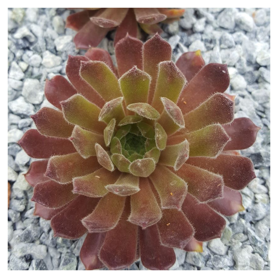 Sempervivum Rustic Charm Rojnik