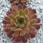 Sempervivum Rustic Charm...