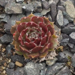 Sempervivum Ruhreid Rojnik