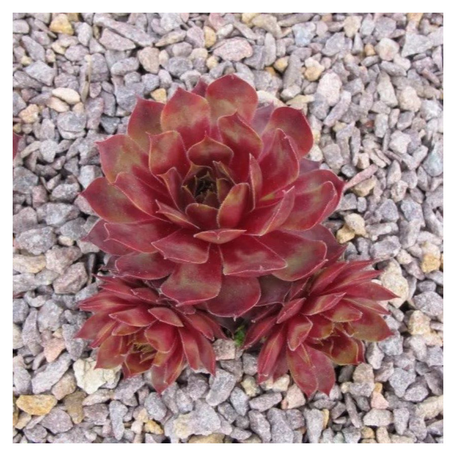 Sempervivum Ruby Port Rojnik