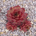 Sempervivum Ruby Port Rojnik