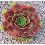 Sempervivum Ruby Heart Rojnik