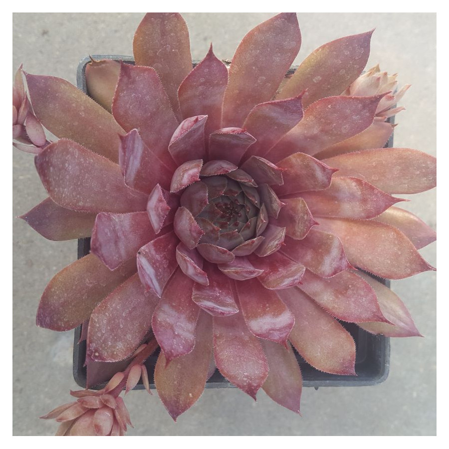 Sempervivum Royal Ruby Rojnik