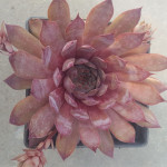 Sempervivum Royal Ruby Rojnik