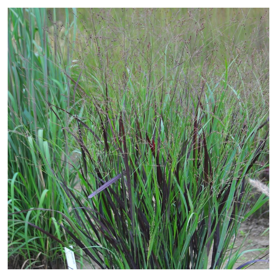 Panicum virgatum JS Blue Darkness Proso rózgowe