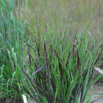 Panicum virgatum JS Blue...