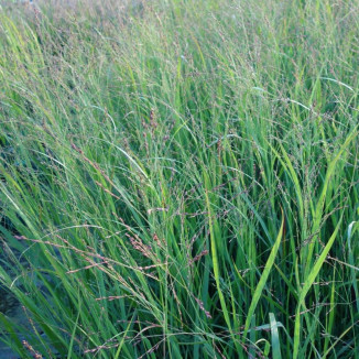 Panicum virgatum JS Blue...