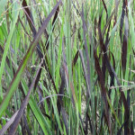 Panicum virgatum JS Blue Darkness Proso rózgowe