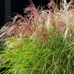 Panicum virgatum Red Cloud...