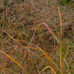 Panicum virgatum Red Cloud Proso rózgowe