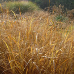 Panicum virgatum Red Cloud Proso rózgowe