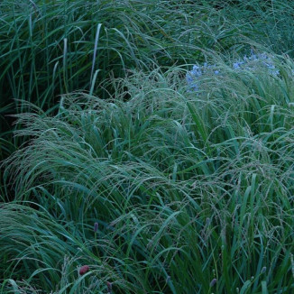 Panicum virgatum Red Cloud...