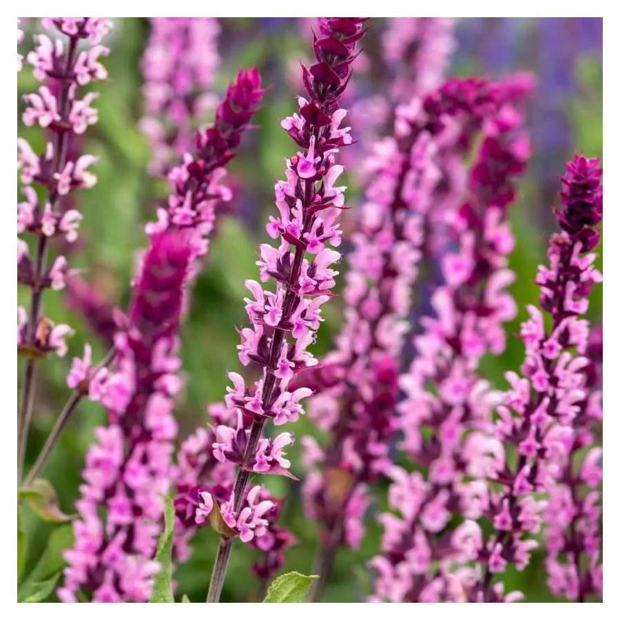 Salvia nemorosa Caradonna Pink Szałwia omszona