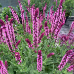 Salvia nemorosa Caradonna Pink Szałwia omszona