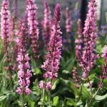 Salvia nemorosa Caradonna Pink Szałwia omszona