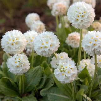 Primula denticulata Alba...