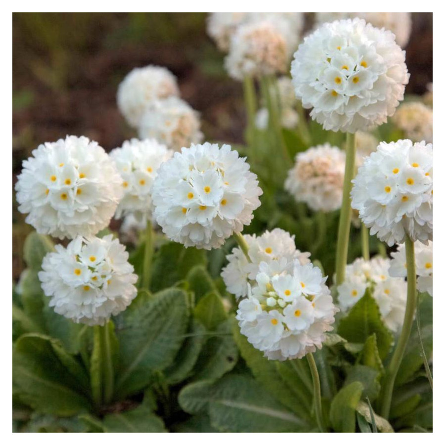 Primula denticulata Alba Pierwiosnek ząbkowany