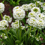 Primula denticulata Alba Pierwiosnek ząbkowany