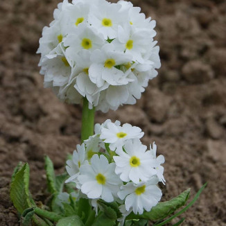 Primula denticulata Alba...