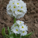 Primula denticulata Alba Pierwiosnek ząbkowany