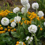 Primula denticulata Alba Pierwiosnek ząbkowany