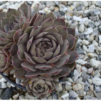 Sempervivum Storm Chaser...