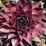 Sempervivum Squib Rojnik