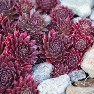 Sempervivum Squib Rojnik