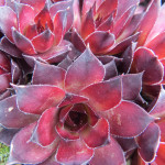 Sempervivum Squib Rojnik