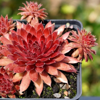 Sempervivum Sparkler Rojnik