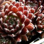 Sempervivum Sossamon Rojnik