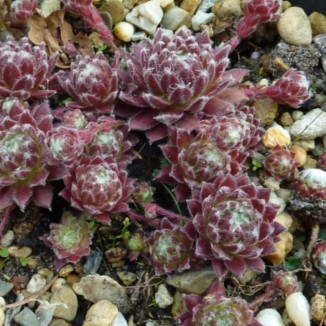 Sempervivum Sossamon Rojnik