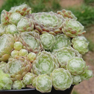 Sempervivum Solarkugel Rojnik