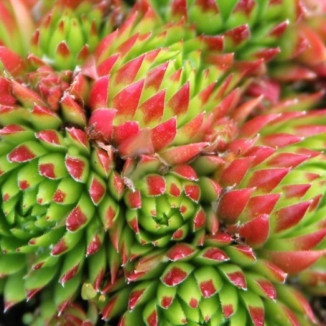 Sempervivum soboliverum Rojnik pospolity