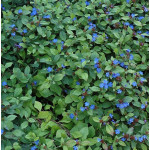 Ceratostigma plumbaginoides Zawciągowiec zwyczajny- Rośliny od Ogrodnika Szkółka Barcikowscy