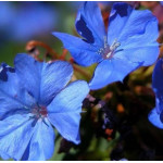 Ceratostigma plumbaginoides Zawciągowiec zwyczajny- Rośliny od Ogrodnika Szkółka Barcikowscy