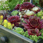 Sempervivum Skrocki's Purple Rose Rojnik
