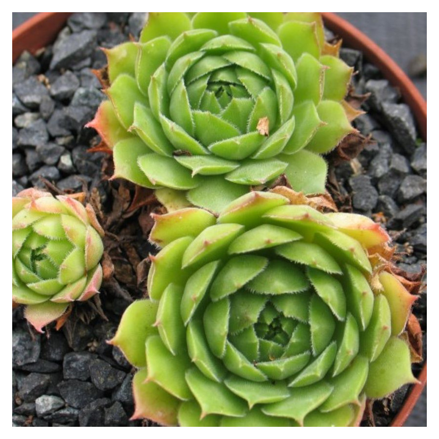 Sempervivum Seidenberg Rojnik