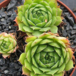 Sempervivum Seidenberg Rojnik