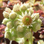 Sempervivum Seidenberg Rojnik