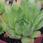 Sempervivum Seidenberg Rojnik