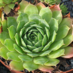 Sempervivum Seerosenstern Rojnik