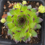 Sempervivum Seerosenstern Rojnik